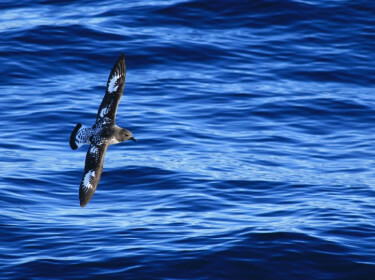 un damier du cap survole la mer