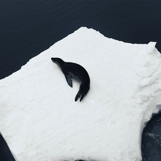 un phoque allongé sur un iceberg en vue aérienne