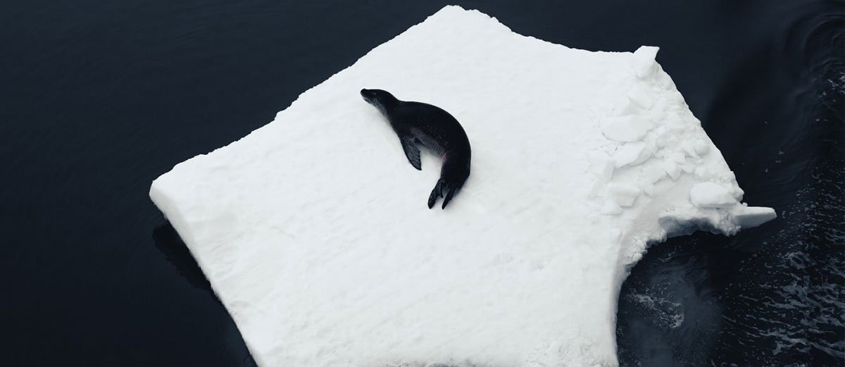 phoque allongé sur un iceberg vue de drone